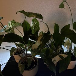 Syngonium Albo (Arrowhead Vine Plant)