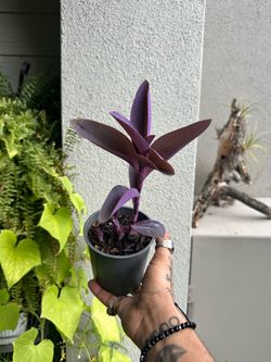 Purple tradenscanthia $5 each