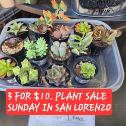 PLANT SALE TODAY IN SAN LORENZO FROM 1PM TO 5PM  TODAY