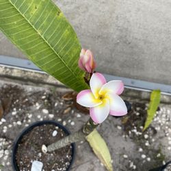 Plumeria 
