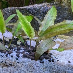 Aquarium Plants $5 Each
