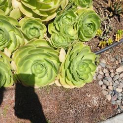 Aeonium Succulent