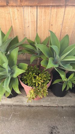 Foxtail agave with jade pot