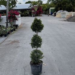 3 Ball Topiary - 7 Gallon 