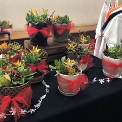 Succulent Plants 