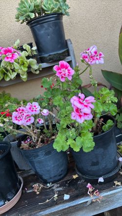 Mire Qué Malva Tan Bonita De Tres Tonos Rosa