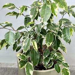 Beautiful Ficus Variegated Plant 🪴 