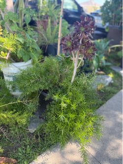 Green plant
