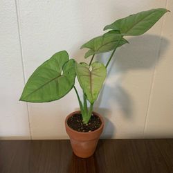 Arrowhead Syngonium, "Berry Allusion", Well Rooted Cutting, Live Houseplant