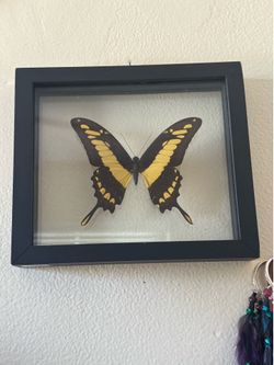 Taxidermy butterfly