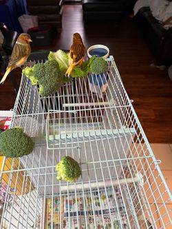 Canary s cage  2 and 3 division $50 and $75