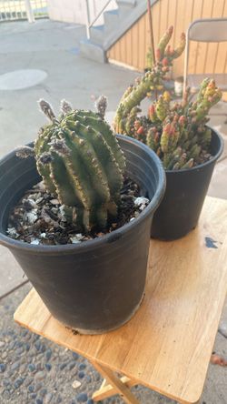 Cactus 