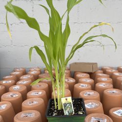 Garden Stater Plants for Sale-Limited Stock,