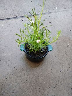 Chisme o amor de un rato color Blanco $5