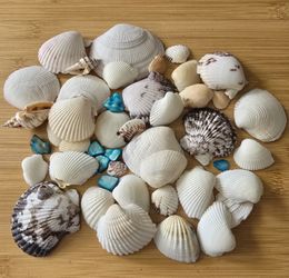 Sea Shells And Blue Pearl Shell