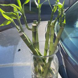 Lucky Bamboo, 12 Inches Tall