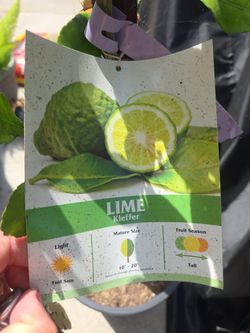 Kieffer lime tree