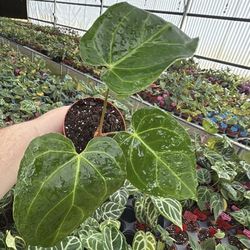 RARE Anthurium Dressleri x Forgetii Plant