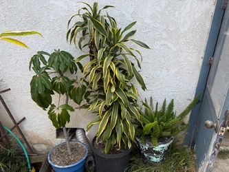 Yard Sale 9/19