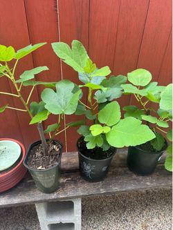 Fig trees