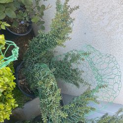 Bushes Shape Like Animals Goose,cactus , Rabbit , Snail, Dog,Duck, Elephant  45-85 