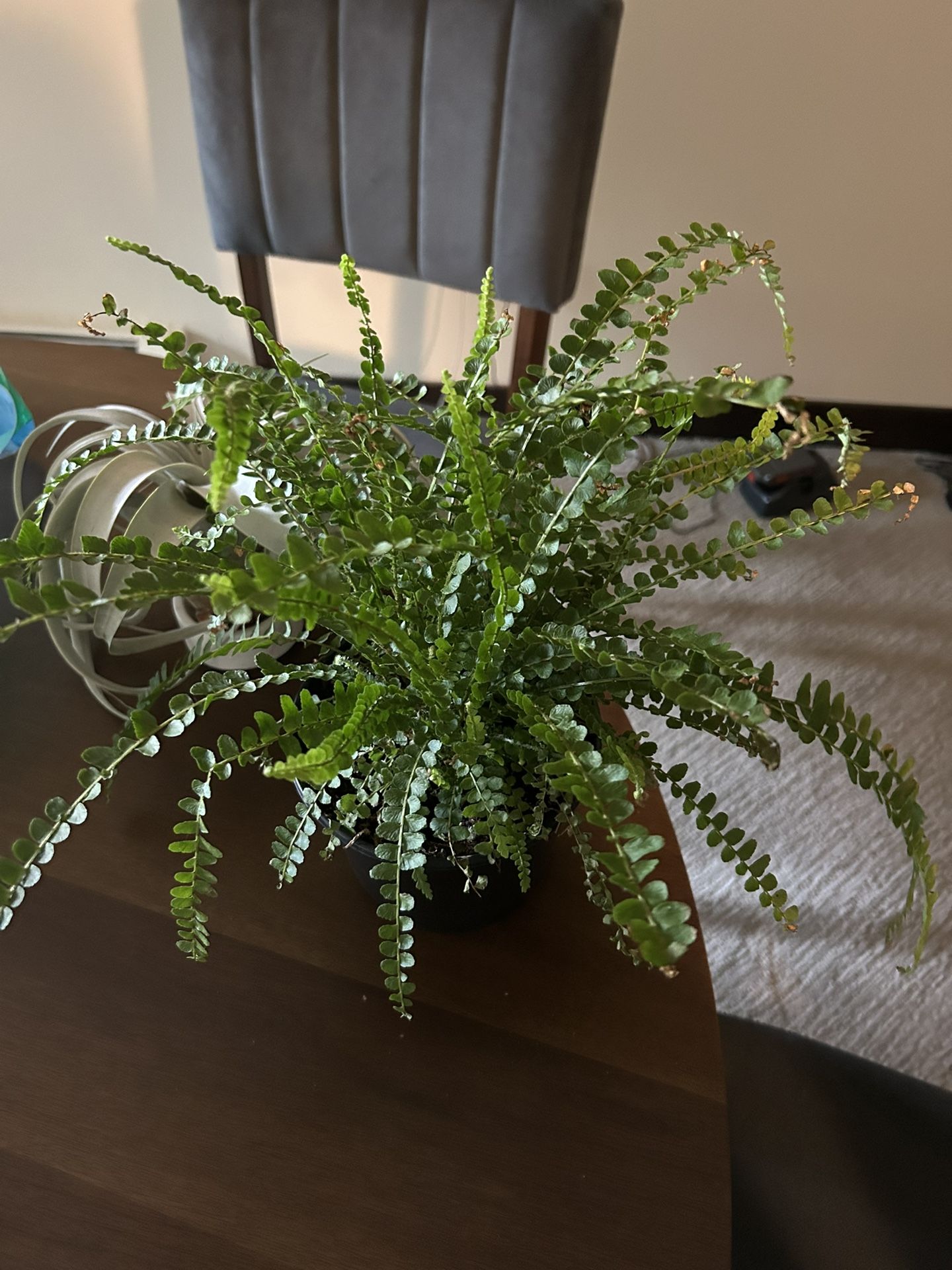 Button Fern