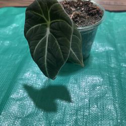 Black Velvet Alocasia 