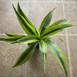 Lemon Lime Dracaena Fragrans