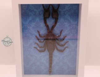 Scorpion taxidermy shadow box
