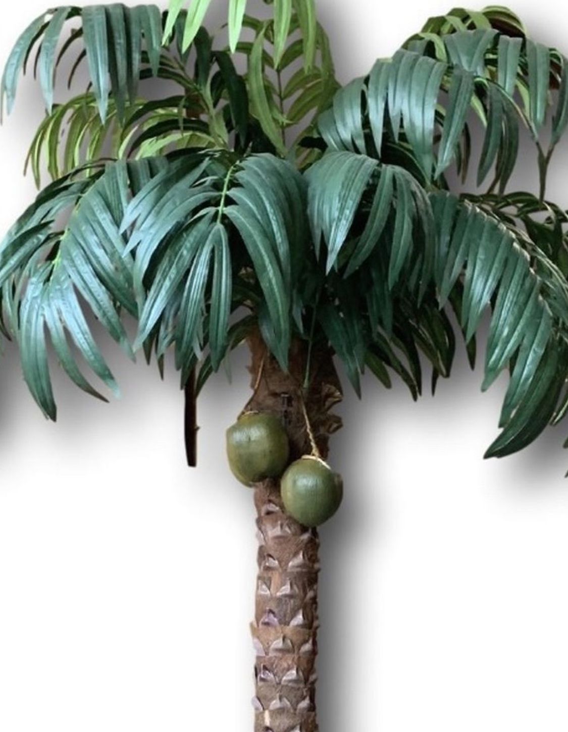Coconut Palm Tree
