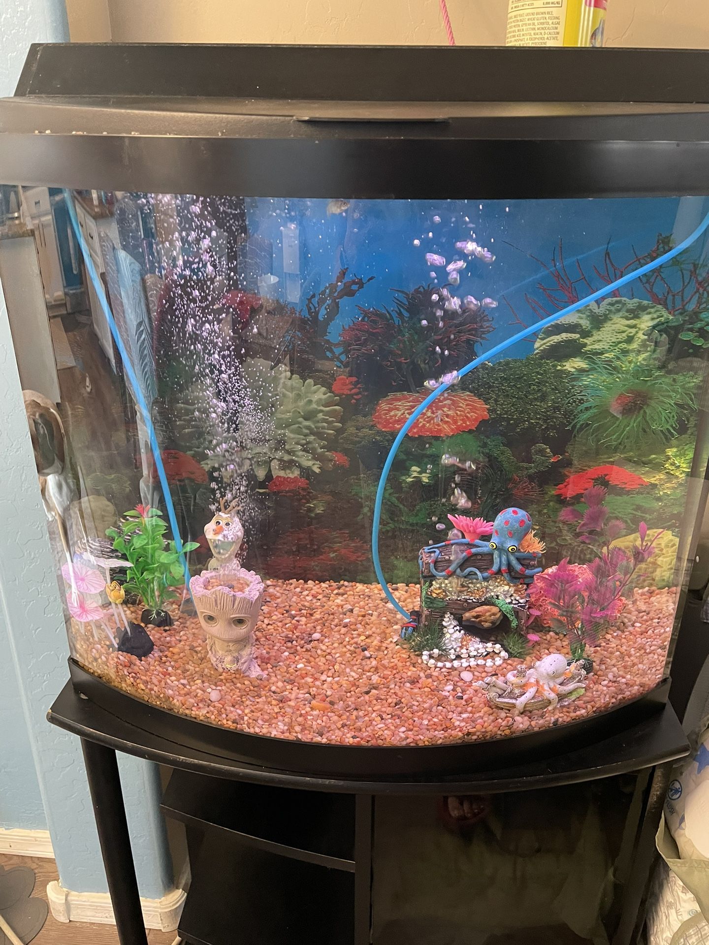 35 Gallon Fish Tank!