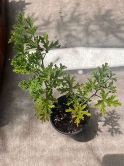 Citronella Mosquito Repellent Plant