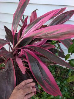 cordyline fruticosa plant