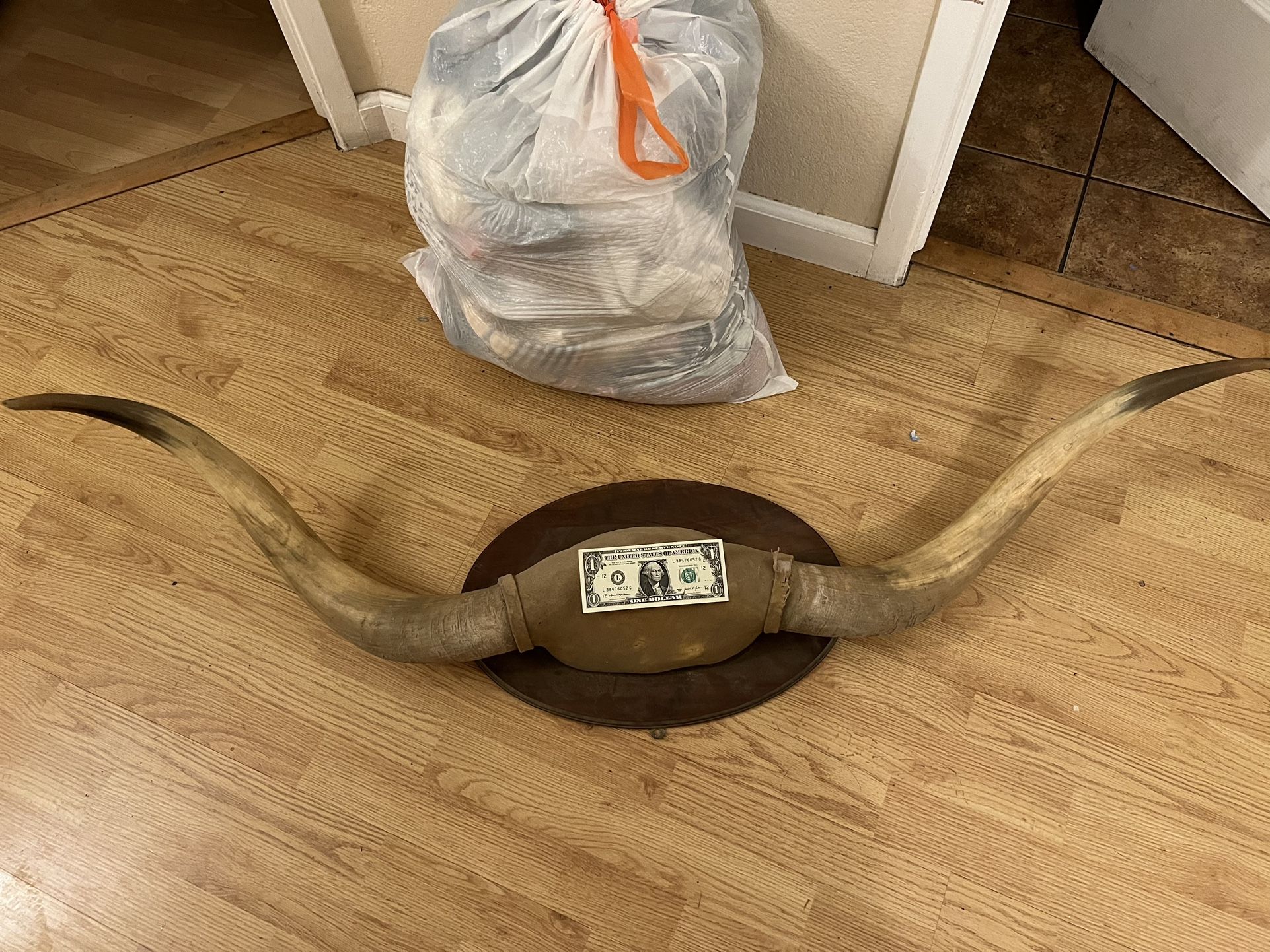 Vintage Antique Large Mounted Bull Steer Horns 52”