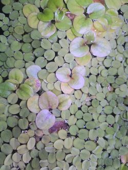 Live Salvinia Floating Aquarium Plants – $2 per Bag