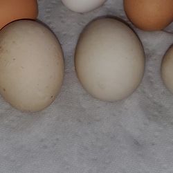 DUCK & CHICKEN CAGE FREE, FARM FRESH EGGS FOR SALE IN MARENGO