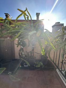 Very Large Dragon Fruit Plants, Already Fruiting