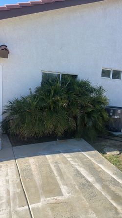 3 - pigmy date palms
