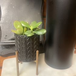 Small Black/gold Planter Succulents 