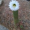 Lupita