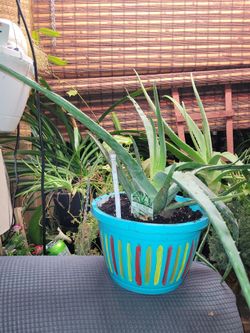 Aloe Vera / Sábila