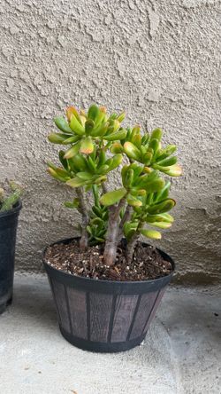Succulent