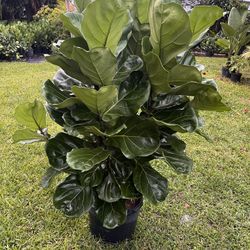 FIDDLE LEAF FIG (Trendy House Plant Air Purifying ) 7 Gallon Pot Over 3 Ft Tall
