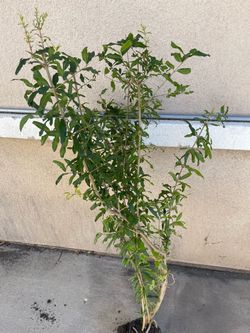 Pomegranate fruit tree plant