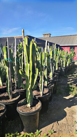 Euphorbia Cactus