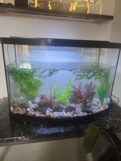 Fish tank