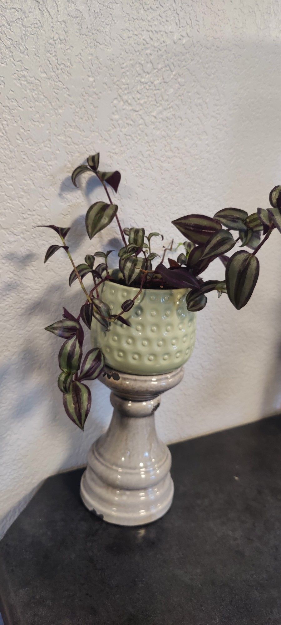 Pretty Tradescantia Zebrina Plant In A Beautiful Ceramic Pot 
