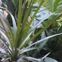 Plant 14 Inches Tall Inside/outdoor