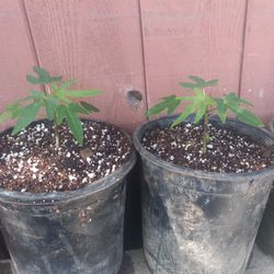 Dwarf Maradol Papaya Trees 😃😃😃😃🌿🌿🌿🌿