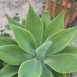 Foxtail Agave 